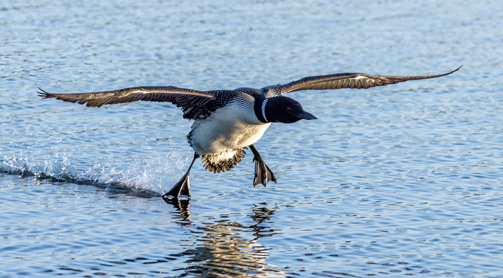 A Loon, the Minnesota State Bird, flying low across the waters of Lake Itasca.
